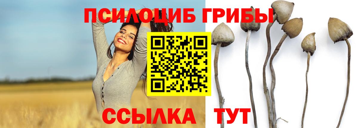 Галлюциногенные грибы Psilocybine cubensis Сегежа